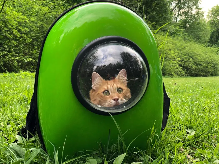 How to Get a Cat Into a Carrier Without a Fight