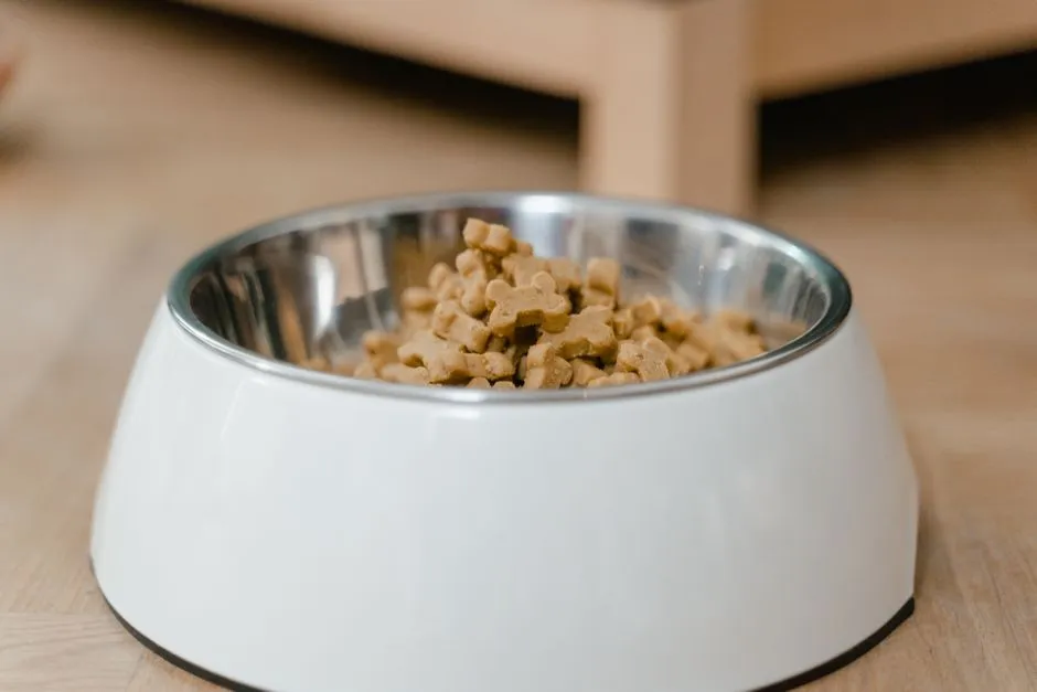 Are Slow Feeder Bowls Worth It for Cats? An Honest Assessment