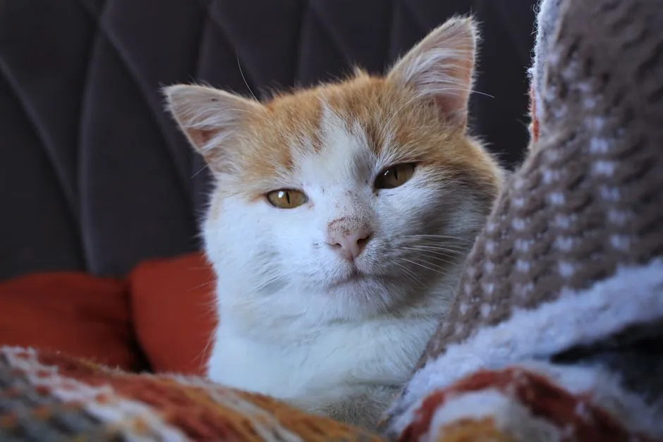 Slicker Brush vs Deshedding Tool: Which Does Your Cat Need?