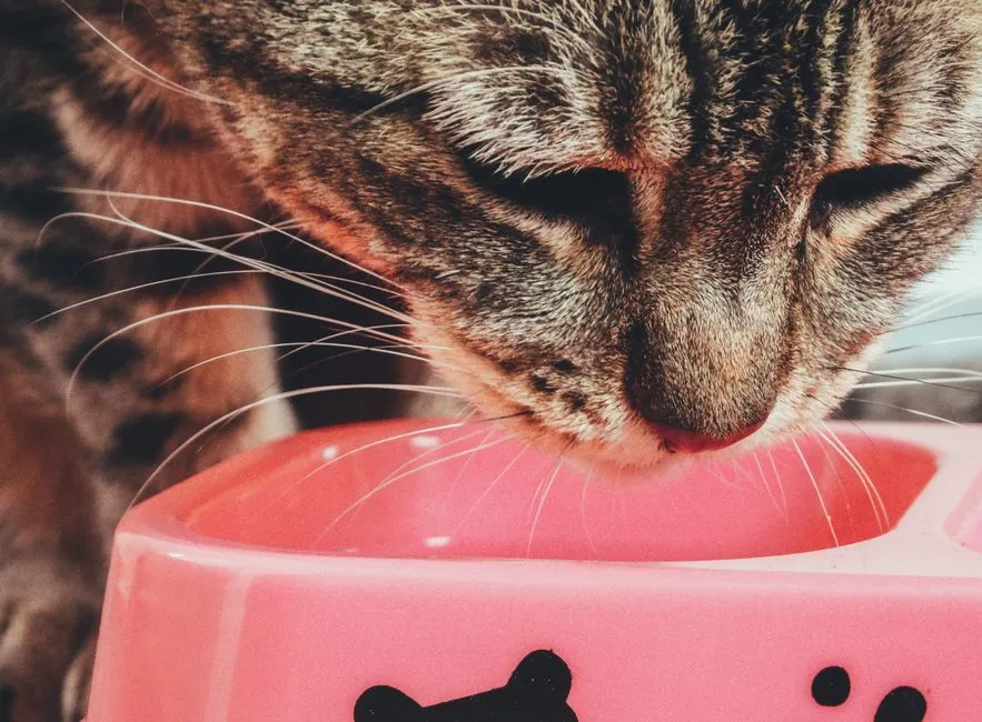 Whisker Fatigue in Cats: Is Your Bowl the Problem?