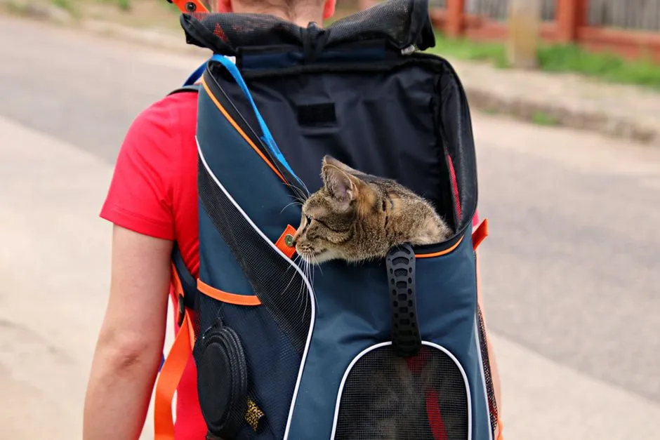 Flying With a Cat In-Cabin: Airline Rules and Packing List