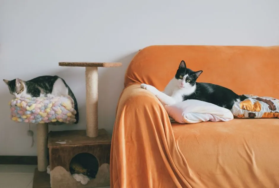 Best Cat Trees for Small Apartments: Vertical Space Without the Footprint
