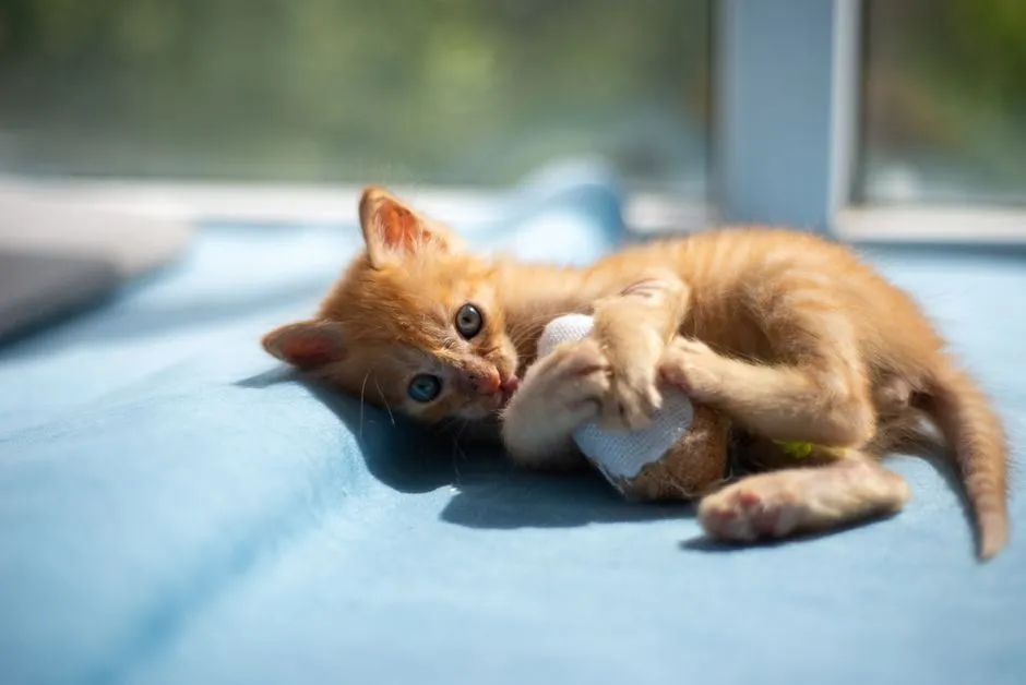 Cat Toy Safety: Strings, Small Parts and What Needs Supervision