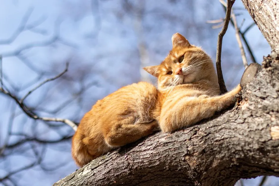Cat Scratching Posts and Trees: The Definitive Buying Guide