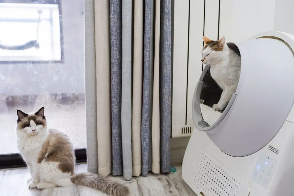 Best Automatic Litter Boxes: What to Look For Before You Spend