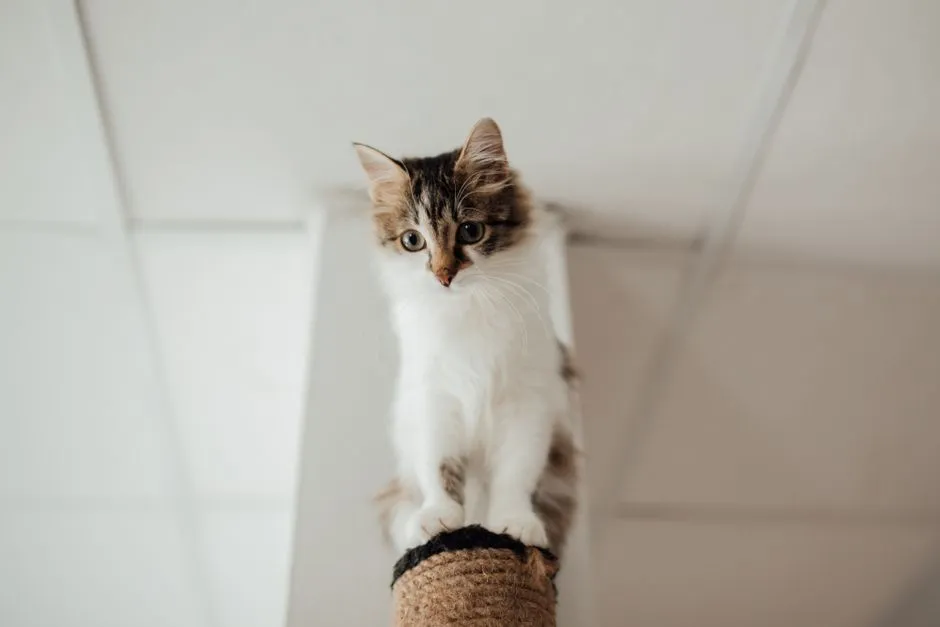 Cardboard vs Sisal Scratchers: Cost, Mess and What Cats Prefer