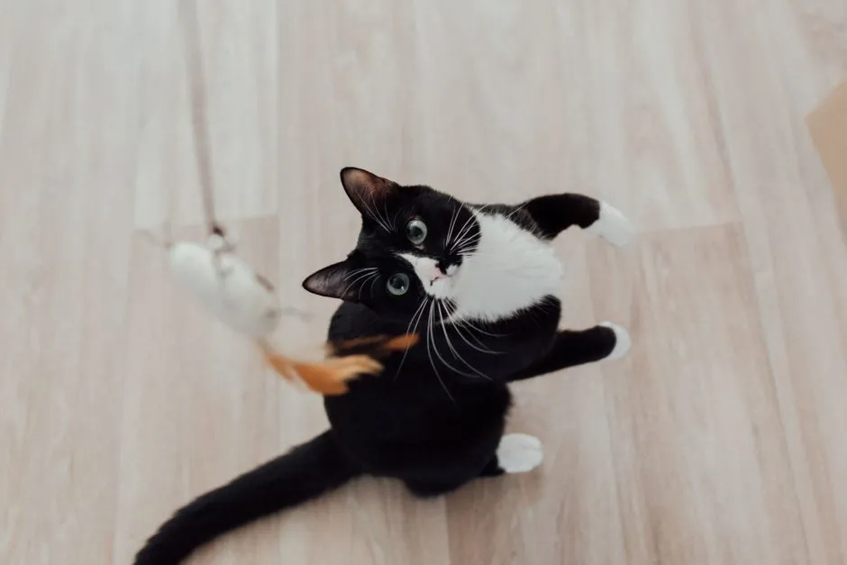 Best Interactive Cat Toys for Bored Indoor Cats
