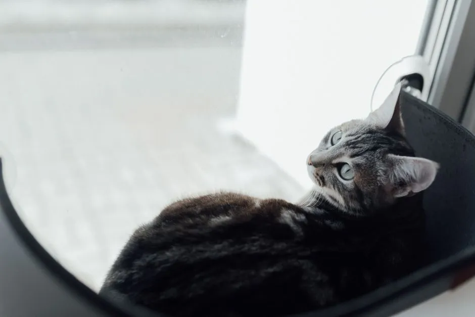 How to Get Your Cat to Use a Scratching Post (and Leave the Sofa Alone)